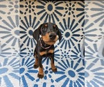 Puppy 6 Pink Doberman Pinscher