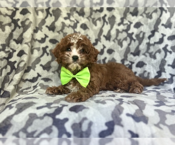 Medium Photo #1 Cavapoo Puppy For Sale in LAKELAND, FL, USA