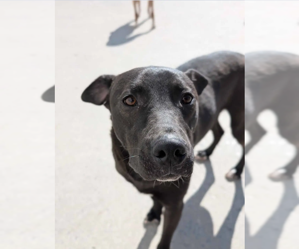 Medium Photo #12 German Shepherd Dog Puppy For Sale in Westminster, MD, USA