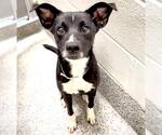 Small #1 Australian Kelpie-Bearded Collie Mix