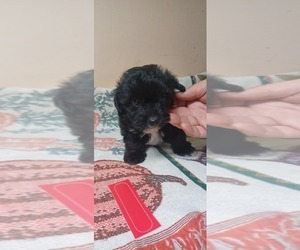 Hava-Apso Puppy for sale in AMADO, AZ, USA