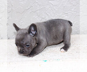 French Bulldog Puppy for sale in LITCHFIELD PARK, AZ, USA
