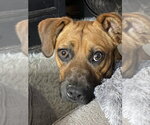 Small #12 Labrador Retriever Mix
