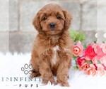 Small Cavapoo (Miniature)