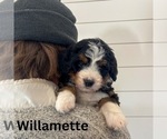 Small #2 Bernedoodle