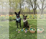 Small #5 American Staffordshire Terrier-German Shepherd Dog Mix