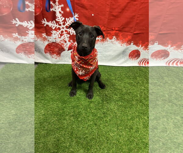 Medium Photo #3 Labrador Retriever-Unknown Mix Puppy For Sale in Euless, TX, USA