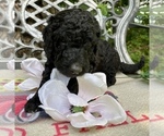 Small Photo #7 Goldendoodle-Poodle (Standard) Mix Puppy For Sale in LEICESTER, NC, USA