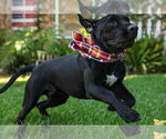 Small Photo #23 Mastador Puppy For Sale in Lake Forest, CA, USA