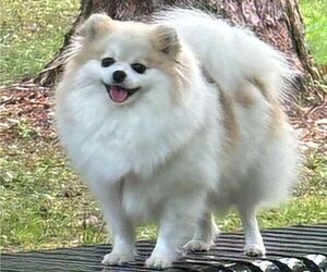Mother of the Pomeranian puppies born on 08/04/2025