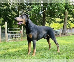 Father of the Doberman Pinscher puppies born on 07/14/2023