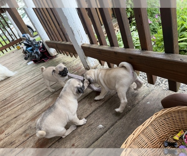 Medium Photo #2 Pug Puppy For Sale in ATHENS, WI, USA