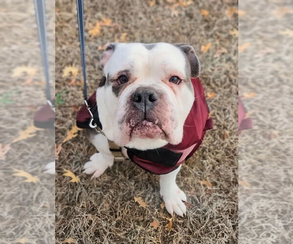 Medium Photo #1 American Bulldog Puppy For Sale in Lawrenceville, NJ, USA