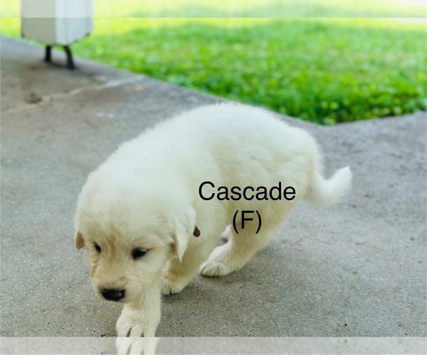 Medium Photo #8 Great Pyrenees Puppy For Sale in ABBOTTSTOWN, PA, USA