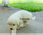 Puppy Cascade Great Pyrenees