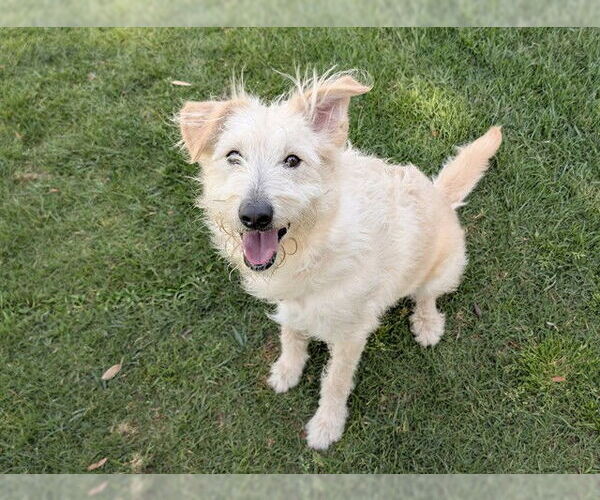 Medium Photo #2 Airedale Terrier-Unknown Mix Puppy For Sale in San Clemente, CA, USA