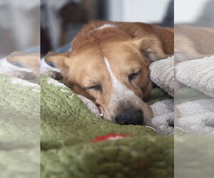 Redford - Male Labrador Retriever-Unknown Mix Dog for Adoption - Photo #4