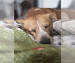 Small #3 Labrador Retriever Mix