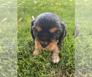 Cavalier King Charles Spaniel Puppy for sale in PROSSER, WA, USA