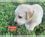 Small Photo #134 Labrador Retriever Puppy For Sale in EDGEWOOD, TX, USA