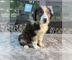 Puppy Boy 3 Australian Shepherd