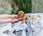 Small Photo #9 Cavapoo mix (+ Poodle Miniature) Puppy For Sale in GREENWOOD, WI, USA