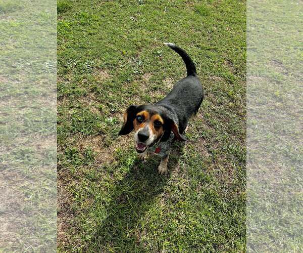 Medium Photo #3 Beagle Puppy For Sale in Spring Lake, NC, USA