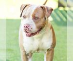 ROCKO - Male Mutt Dog for Adoption - Small photo