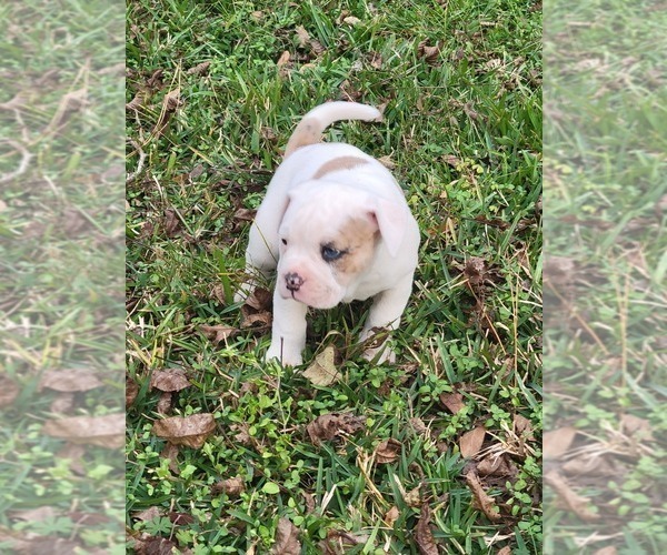 Medium Photo #2 American Bulldog-English Bulldog Mix Puppy For Sale in DAPHNE, AL, USA