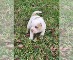 Puppy Puppy 4 American Bulldog-English Bulldog Mix