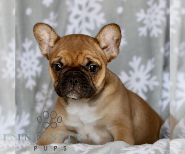 Medium Photo #1 French Bulldog Puppy For Sale in RONKS, PA, USA