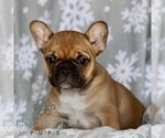 Small Photo #1 French Bulldog Puppy For Sale in RONKS, PA, USA