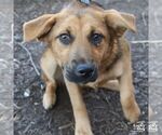 Small #5 Labrador Retriever-Retriever  Mix