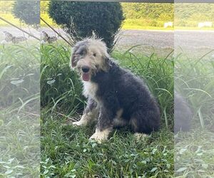 Old English Sheepdog Dogs for adoption in HOPKINSVILLE/PRINCETON, KY, NH, USA