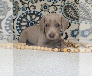 Medium Weimaraner