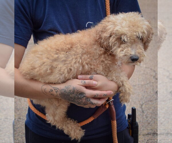 Medium Photo #2 Golden Retriever-Unknown Mix Puppy For Sale in Huntley, IL, USA