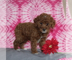 Small Photo #4 Goldendoodle-Poodle (Miniature) Mix Puppy For Sale in AIRVILLE, PA, USA