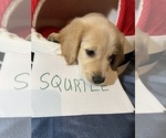 Small Photo #23 Golden Retriever Puppy For Sale in KENOVA, WV, USA