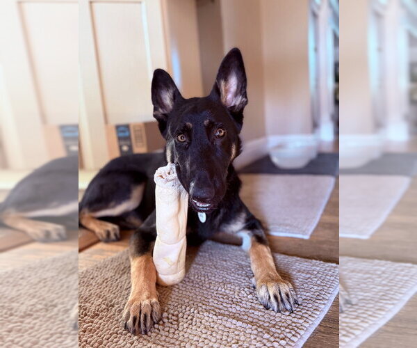 Medium Photo #2 German Shepherd Dog Puppy For Sale in West Sacramento, CA, USA