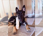Small #1 German Shepherd Dog