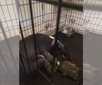 Small Photo #1 American Pit Bull Terrier Puppy For Sale in ENNIS, TX, USA