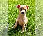 Small #7 Chihuahua