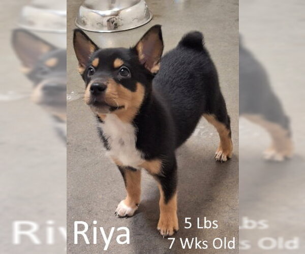 Medium Photo #1 Mutt Puppy For Sale in Mountain View, AR, USA