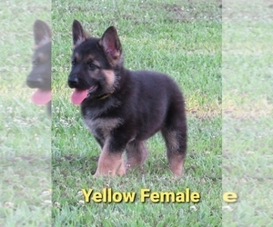 German Shepherd Dog Puppy for sale in HOLDENVILLE, OK, USA