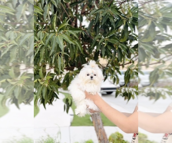 Medium Photo #1 Maltese Puppy For Sale in EASTVALE, CA, USA