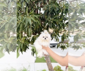 Maltese Puppy for sale in EASTVALE, CA, USA