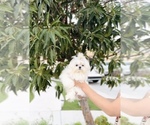 Small Maltese