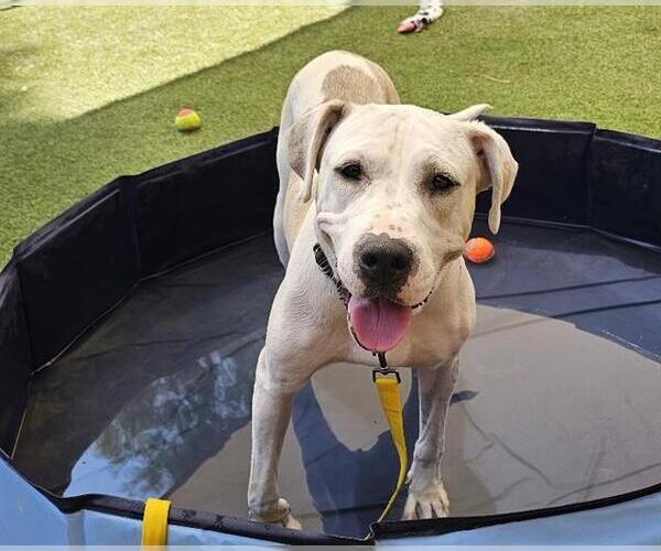 Medium Photo #2 Dogo Argentino-Unknown Mix Puppy For Sale in Las Vegas, NV, USA