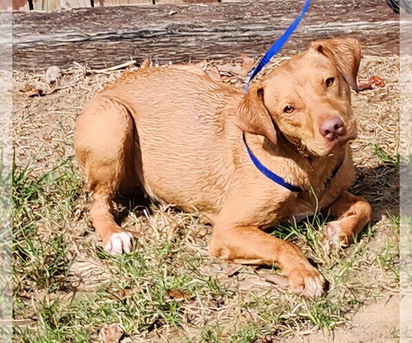 Medium Photo #1 Labrador Retriever-Unknown Mix Puppy For Sale in Wetumpka, AL, USA