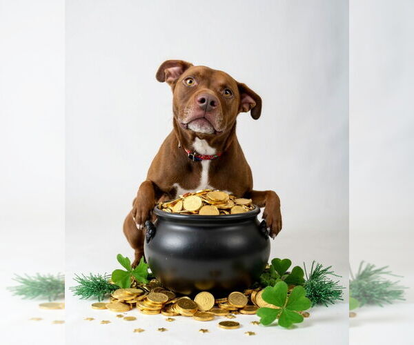 Medium Photo #16 American Staffordshire Terrier-Labrador Retriever Mix Puppy For Sale in Lake Forest, CA, USA